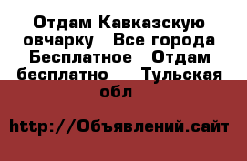 Отдам Кавказскую овчарку - Все города Бесплатное » Отдам бесплатно   . Тульская обл.